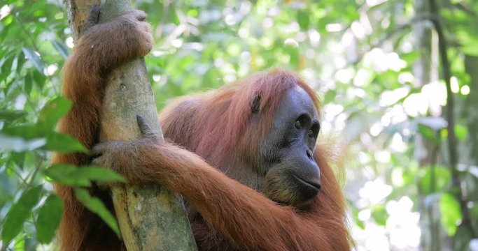 Funny adult orangutan female monkey sitting on tree in forest under sunlight