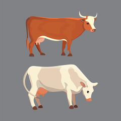different cows, isolated Vector illustration. Mammal funny animals. Set milk cow