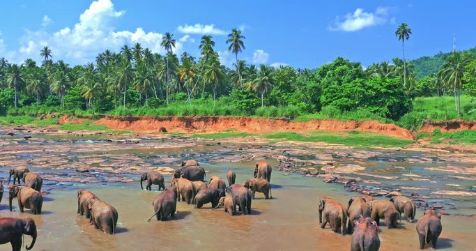 Bathing time in Pinnawala Elephant Orphanage in Sri Lanka. Travel destination