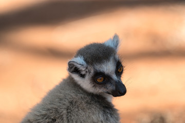 Ring-tailed lemur.