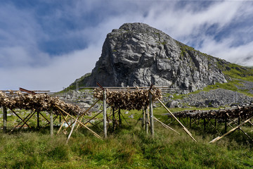 Fototapeta na wymiar Traditional way of drying stockfish on Lofoten islands in Norway