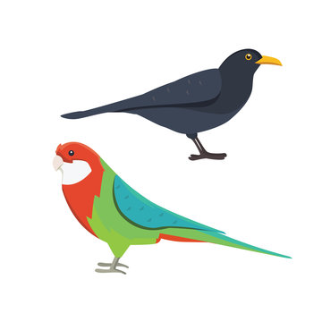 recommend clip art: Popular birding species collection
