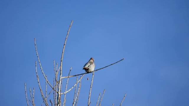 Waxwing ( Bombycilla ) in a Tree Top. Blue Sky.