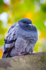 Pigeon sitting on a branch of a tree
