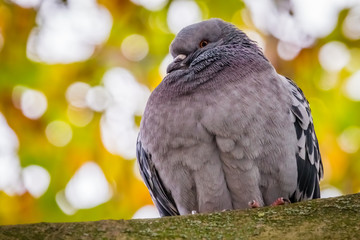 Pigeon sitting on a branch of a tree