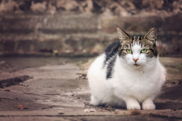 Fototapeta premium Portrait of a cute furry cat