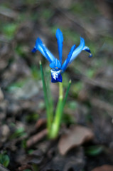 Blooming alpine blue iris in the garden.