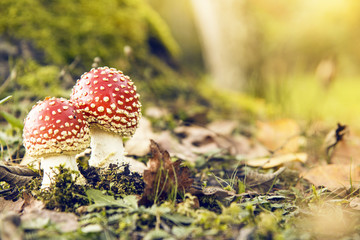 fliegenpilz - fly agaric
