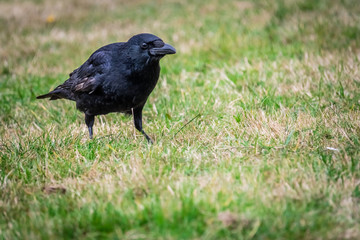 Black crow wading through the grass