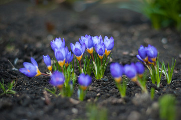 View of magic blooming spring flowers crocus growing in wildlife. Purple crocus growing from earth outside.