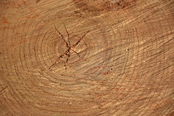 Annual rings of a sawn tree trunk