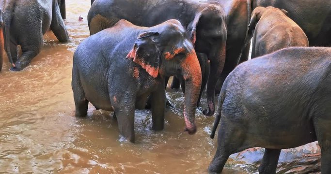 Pinnawala Elephants Orphanage for wild animals in Sri Lanka during river bathing