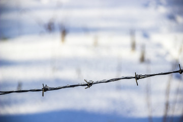 barbwire in winter