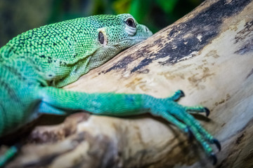 Small green lizard