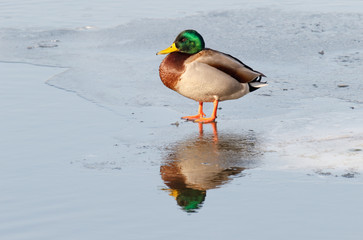 mallard duck on icy lake during winter