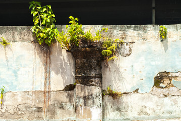 Small tree growing on wall