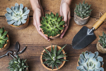 Cropped image of florist arranging succulent plants