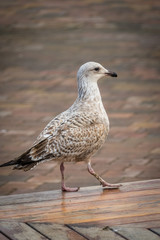Seagull walking on the wooden bench