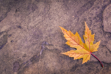 Maple leaf on granite  texture background
