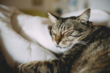 Close-up of tabby cat sleeping on bed at home