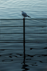 Single small bird sitting on a fence in water