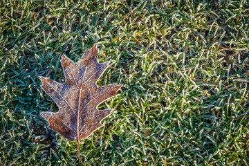 Small leaf covered in  winter frost