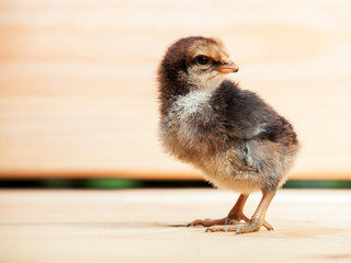Little chicken on wooden background.