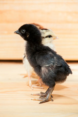 Three little chicken.