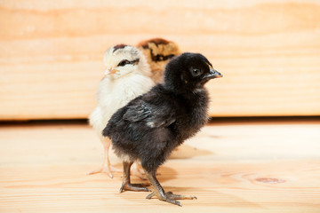 Three little chicken.