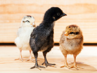 Three little chicken.