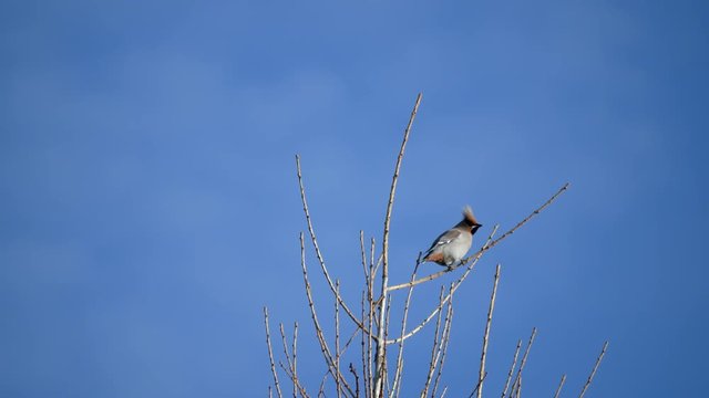 Waxwing ( Bombycilla ) in a Tree Top. Blue Sky.