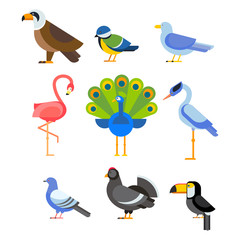 Birds vector set illustration isolated