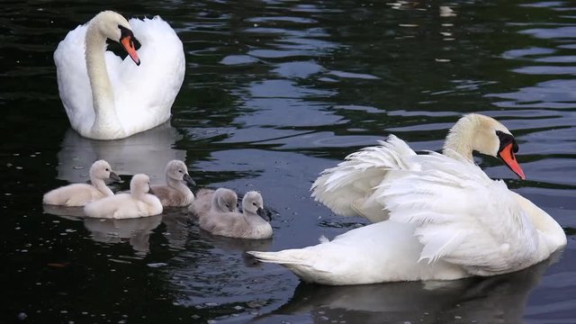 Group of baby swans swimming with parents on Lake Eola in Orlando, Florida