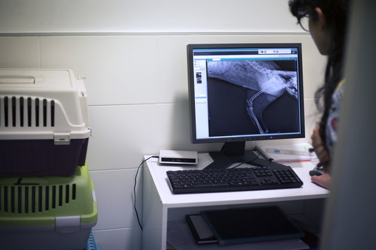 Cropped image of veterinarian examining x-ray on computer in clinic