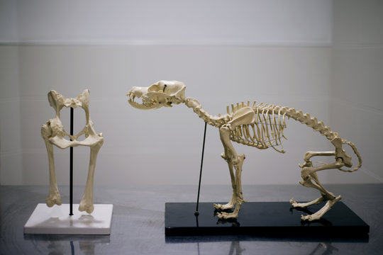 Dog skeletons in hospital