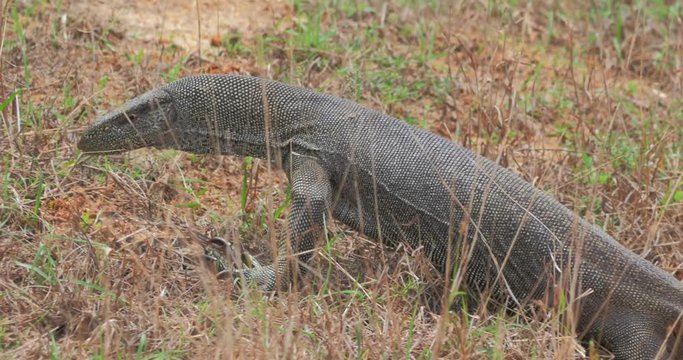 Close up view of wild Varan Monitor Lizard walking on land. Park Yala Sri Lanka