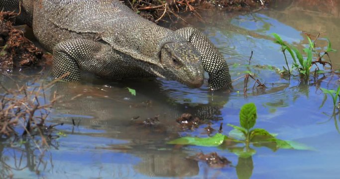 Wildlife animals of Sri Lanka. Wild varan lizard moves through mud pond in Yala