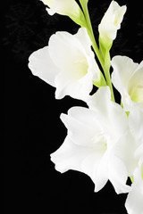 White large flowered Gladiolus flower black background