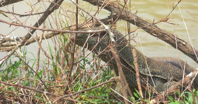 Close up view of Monitor Lizard eyes and tongue in wild forest of Yala Sri Lanka