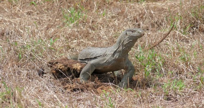 Wild Monitor Lizard digging  worms and eats them in Yala national park Sri Lanka