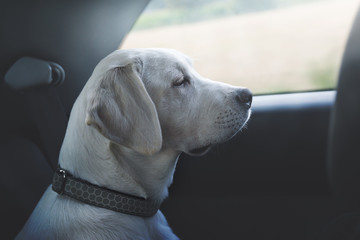 Ruhiger Labrador Retriever Hund sitzt in einem Auto und schaut aus dem Fenster