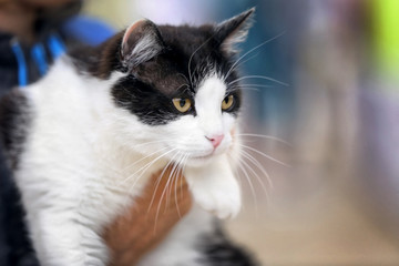 Owner hand holding her pet at the exhibition of cats