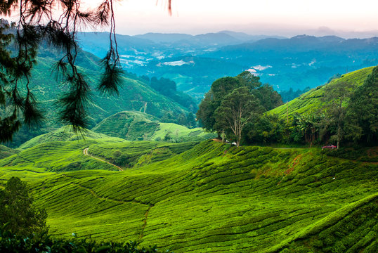 Tea plantations in the cameron highlands