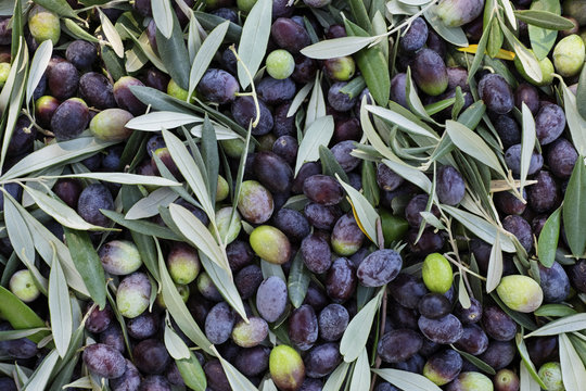 Full frame shot of fresh olives