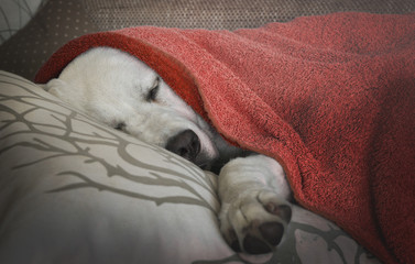 Junger süßer Labrador Retriever Hund - Welpe - schläft  zugedeckt mit einem Handtuch