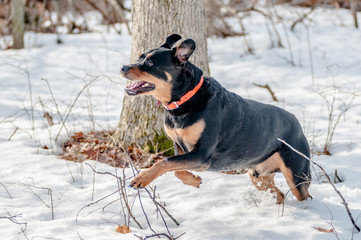Rotyweiler running through snow in woods