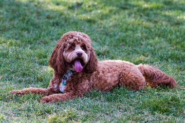 Happy puppy laying in the grass