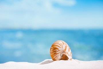 Obraz na płótnie Canvas nautilus shell on white beach sand and blue seascape backgroun