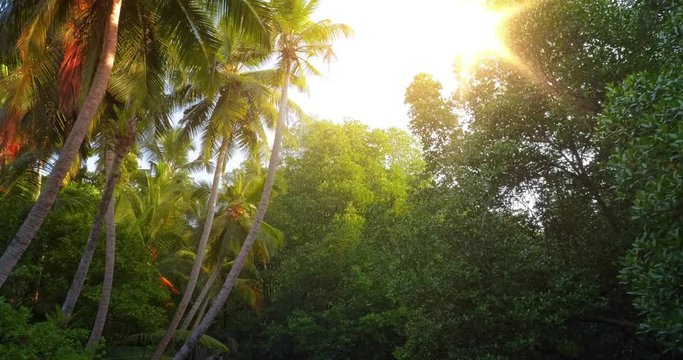 Bright sun light inside tropical forest. Palm trees and dense jungle vegetation