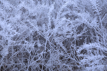 Frozen plant background